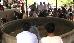 Triệt phá trường gà lớn nhất cố đô, bắt gần 50 đối tượng